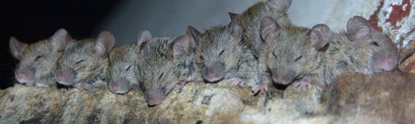 mice Pest Control London