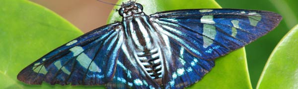 moth Pest Control Mitcham