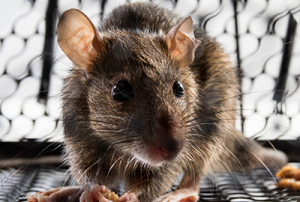 Rat Control Crawley