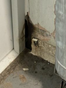 Residential Pest Control Crawley