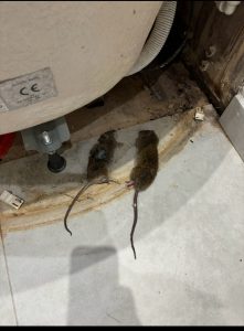 Residential Pest Control Crawley