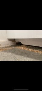Commercial Pest Control Crawley