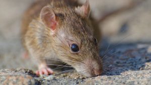 Mice Exterminator Crawley