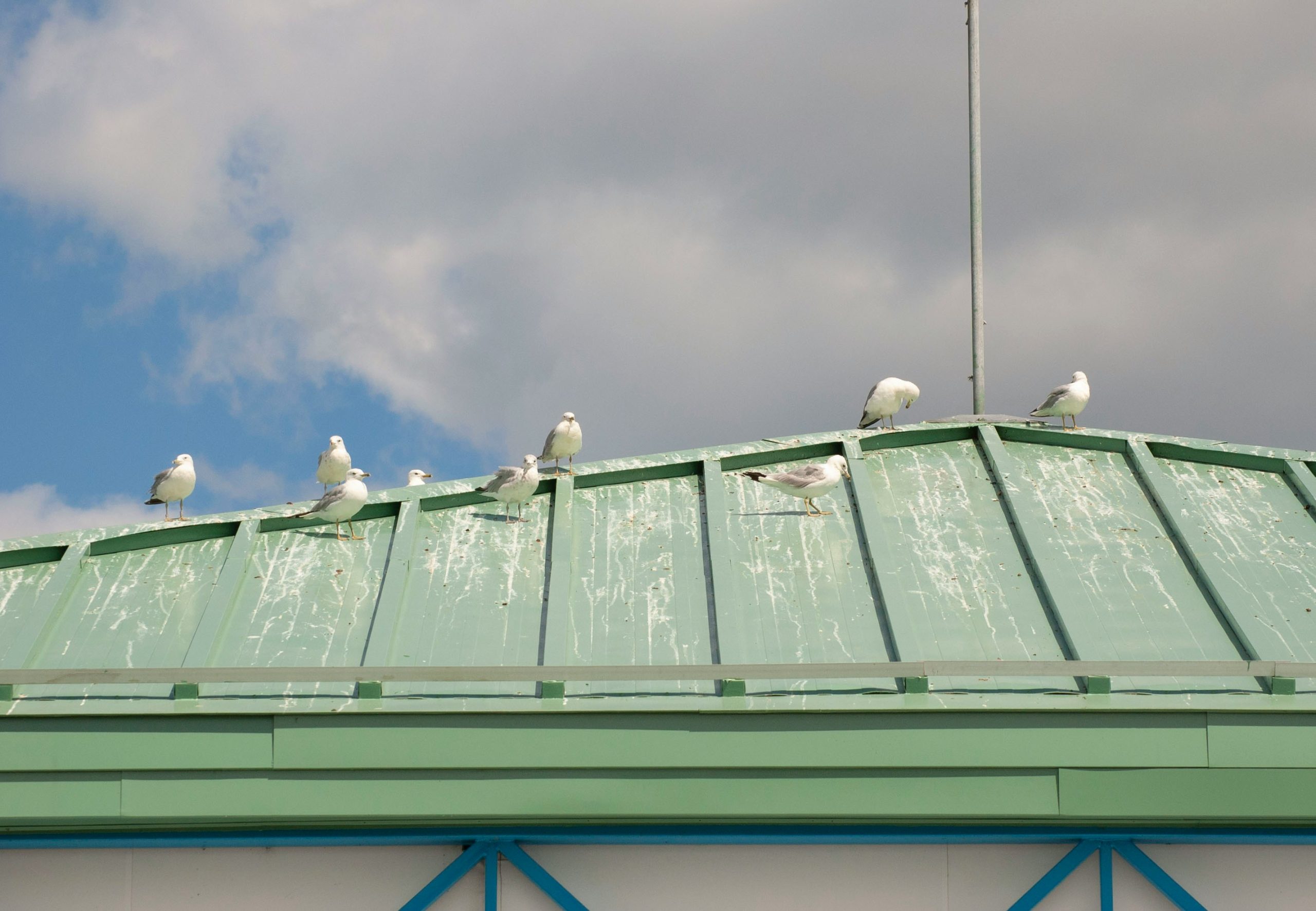 Pest Control Brighton