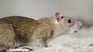 Rat Control Crawley