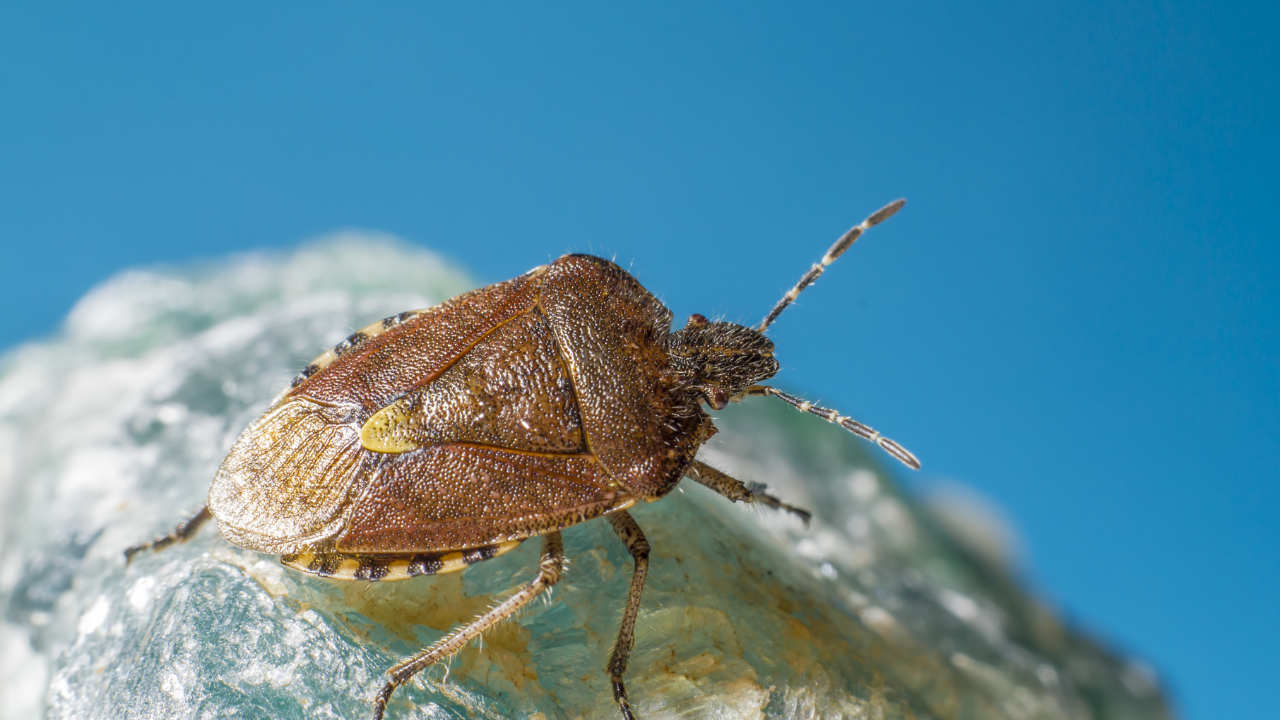 bed bug removal Crawley