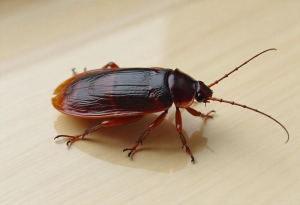 cockroach pest control Crawley