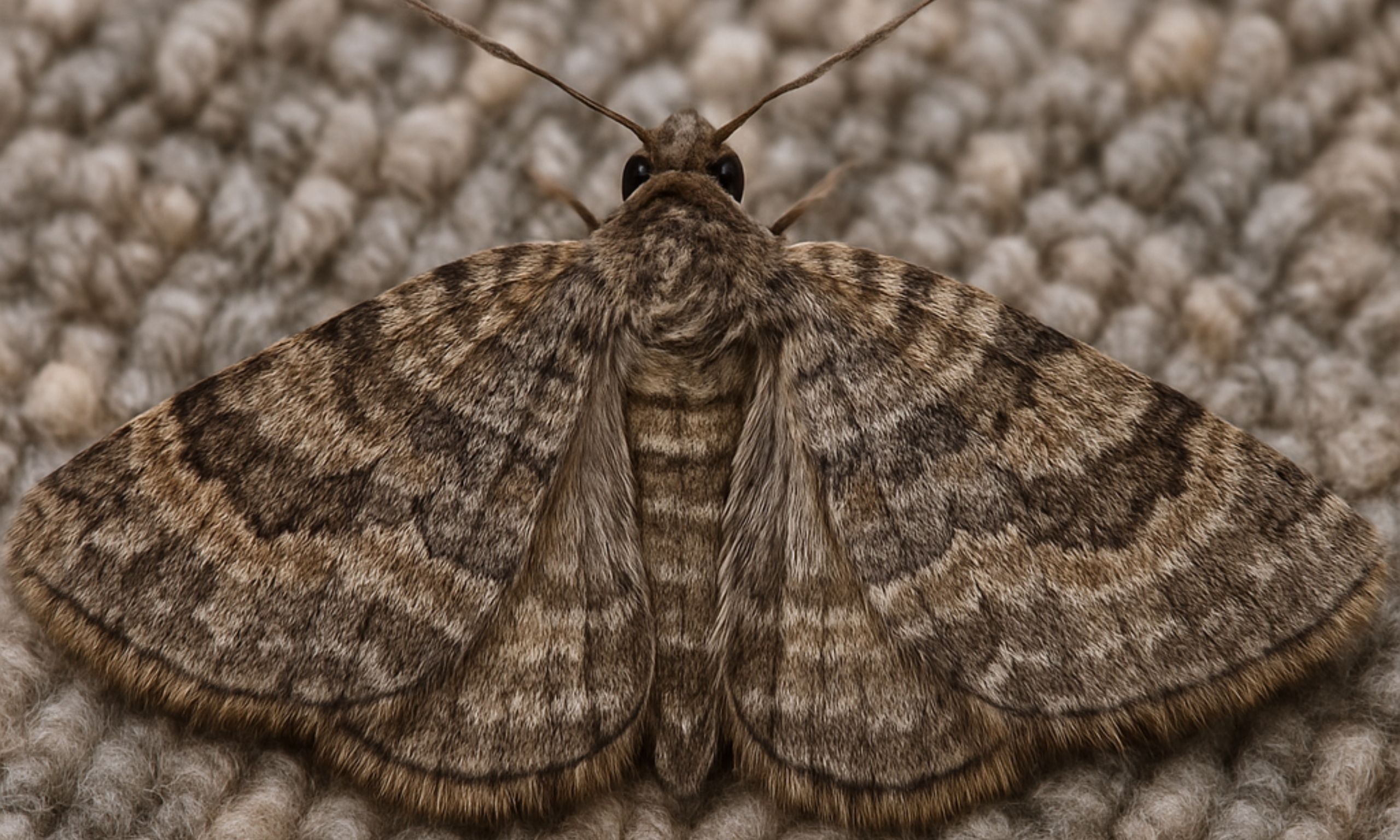 Carpet Moth Treatment Crawley