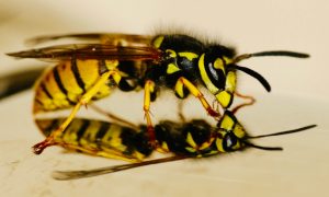 Wasp Nest Removal Crawley
