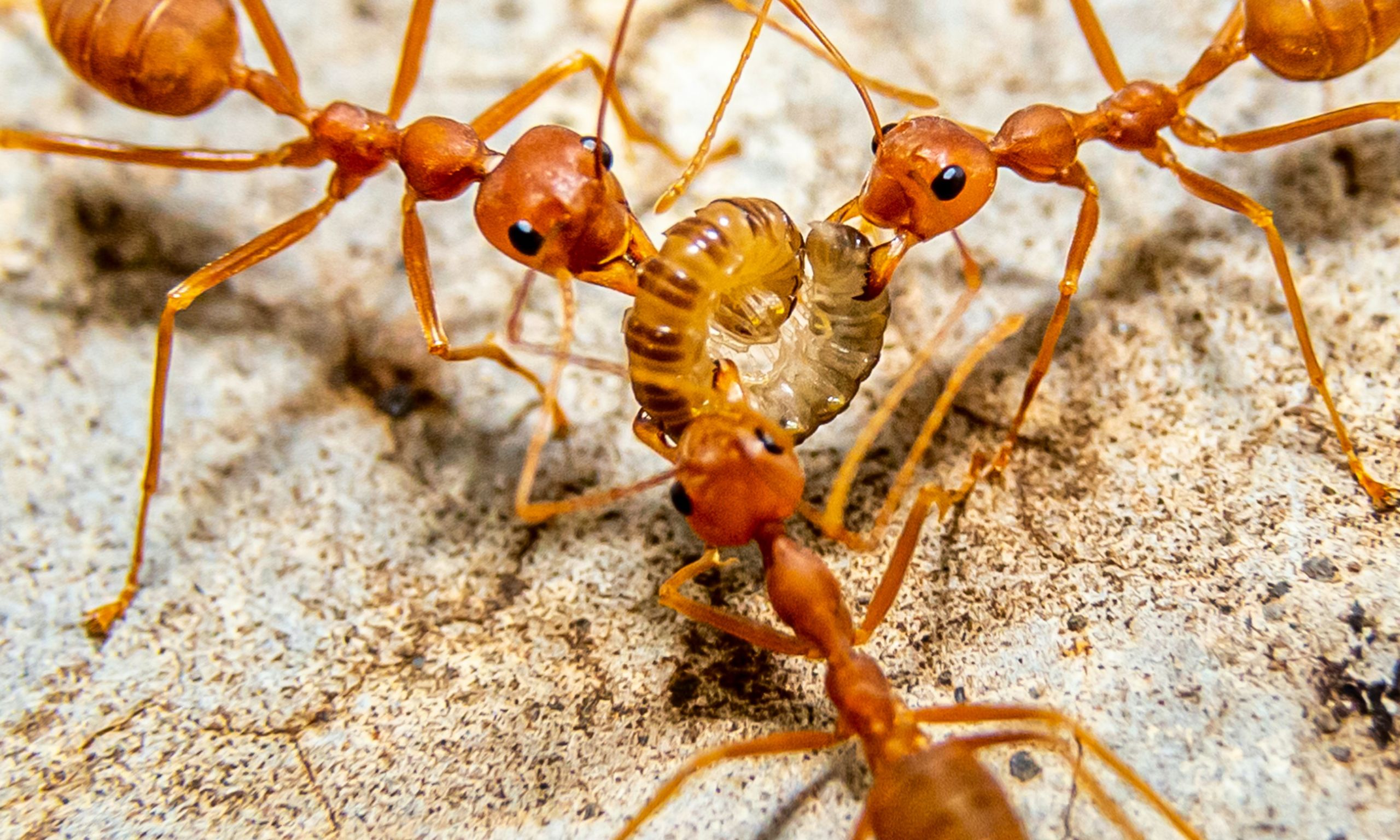 ant control Crawley