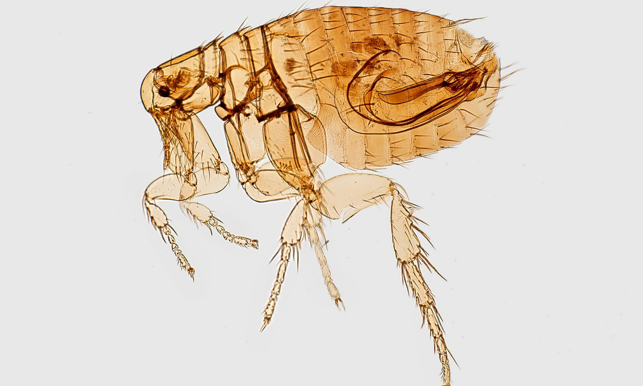 flea pest control Crawley