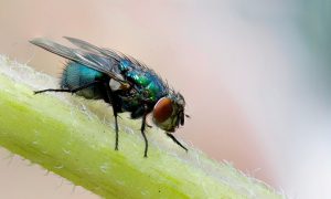 fly pest control crawley, fly control crawley, fly exterminator crawley, fly removal crawley