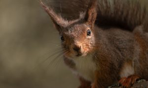 squirrel pest control crawley, squirrel removal crawley, squirrel exterminator crawley, squirrel control crawley, pest control for squirrels near me