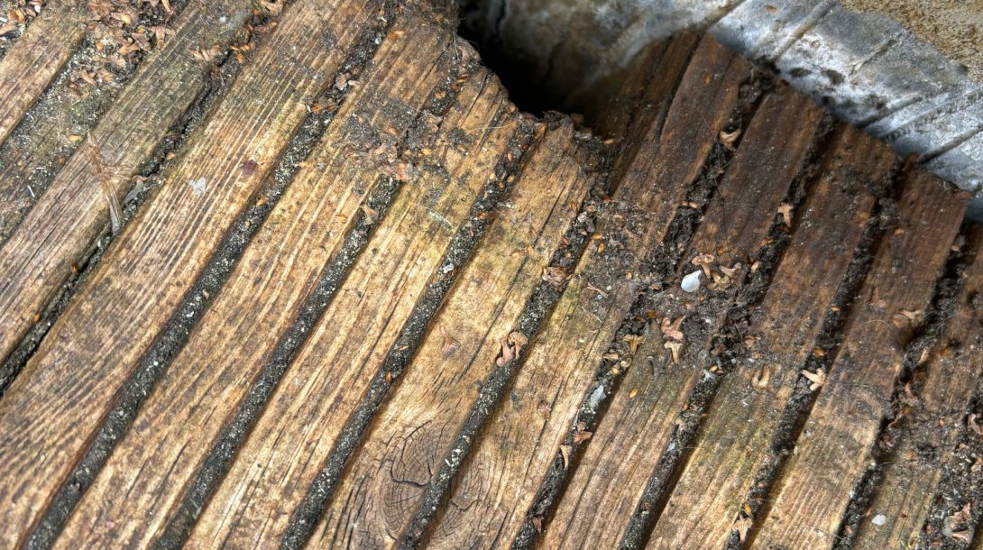 Residential Pest Control Crawley (2)