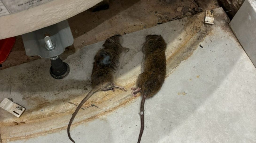 Residential Pest Control Crawley