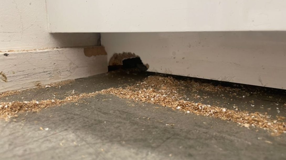 Commercial Pest Control Crawley